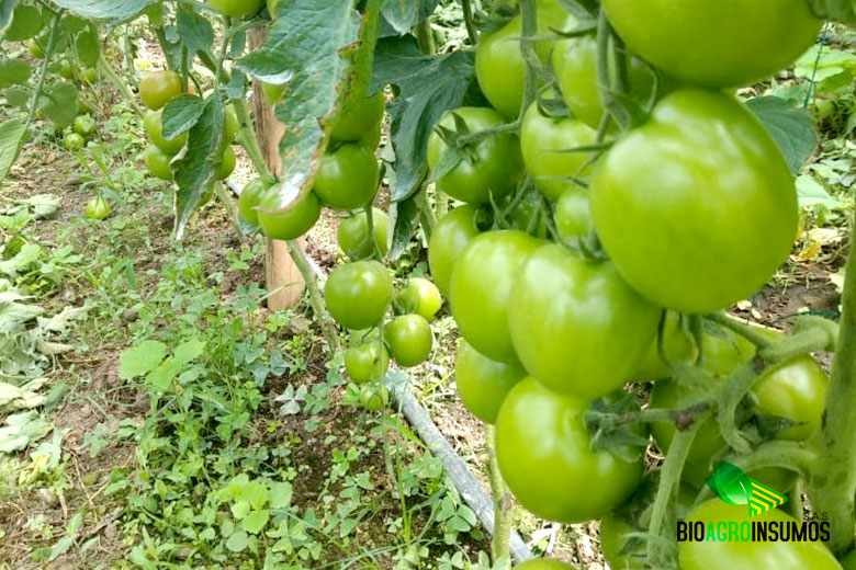 galeria-productos-avisana-y-bioxinis-tomate.jpg