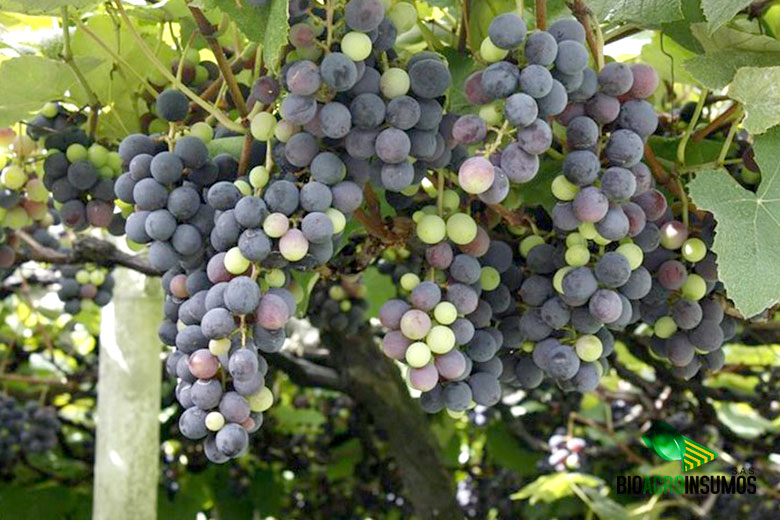 galeria-productos-avisana-y-bioxinis-uvas.jpg